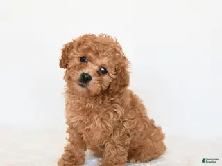Miniature Poodle dogs Hazel - Ad 8