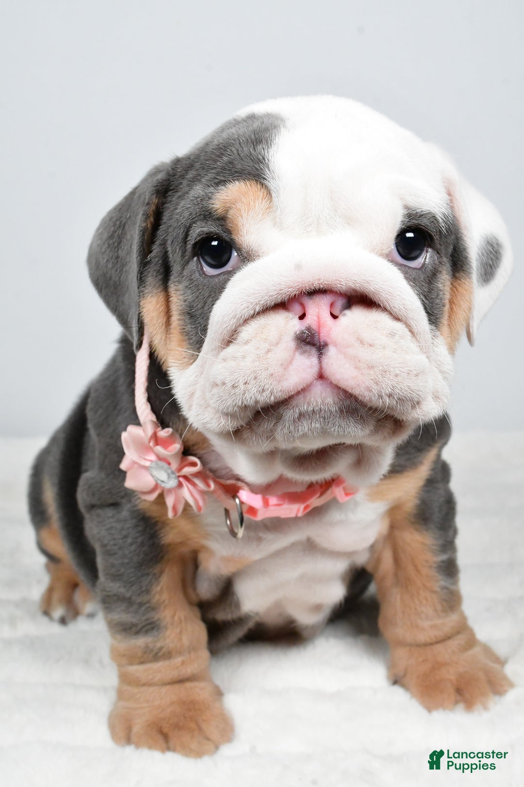 English Bulldog dogs for sale: Tonya - Ad 5