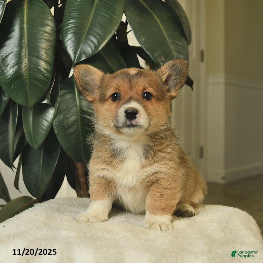 Welsh Corgi Pembroke dogs Callie  - Ad 7