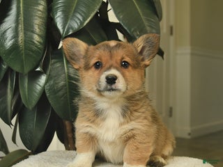 Welsh Corgi Pembroke dogs Callie - Ad 26