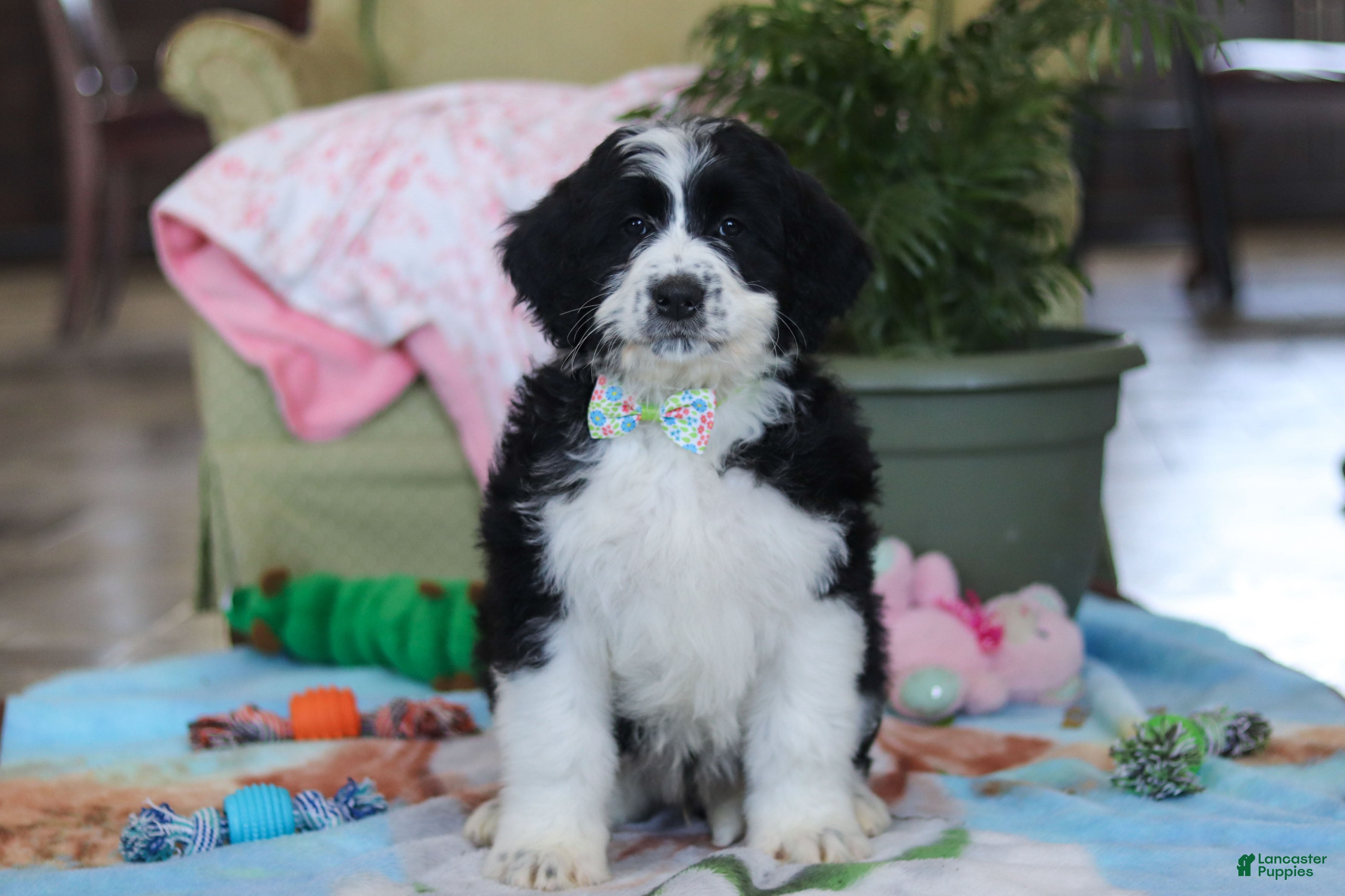 Bernedoodle dogs Ryder - Ad 39