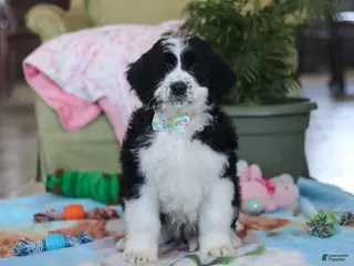 Bernedoodle dogs Ryder - Ad 29