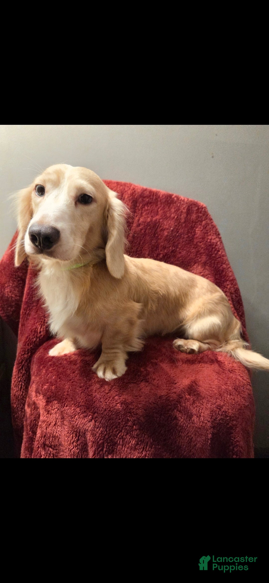 Miniature Dachshund dogs Chance - Ad 1