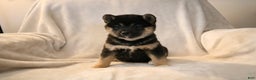 Shiba Inu dogs for sale: Sophie  - Ad 8