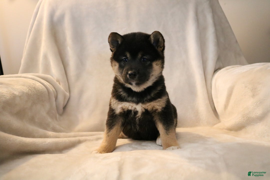 Shiba Inu dogs for sale: Sophie  - Ad 8