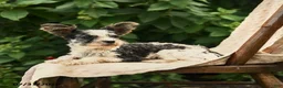 Biewer Terrier dogs for sale: Bud - Ad 2
