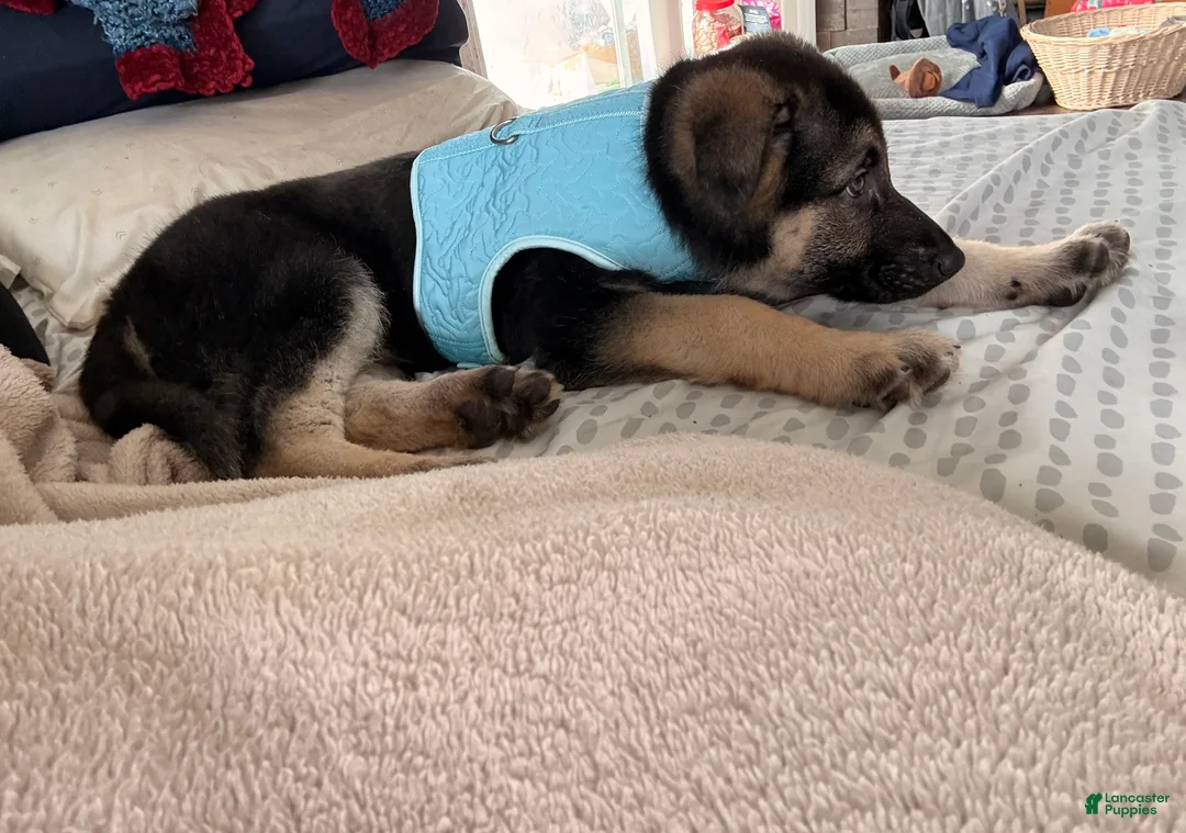 German Shepherd dogs for sale: Kaiser - Ad 2