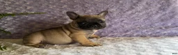 French Bulldog dogs for sale: Cookie - Ad 7