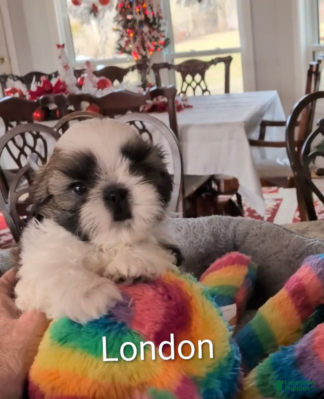 Shih Tzu dogs for sale: Shih Tzu Puppy 3 - Ad 1
