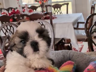 Shih Tzu dogs Shih Tzu Puppy 3 - Ad 22