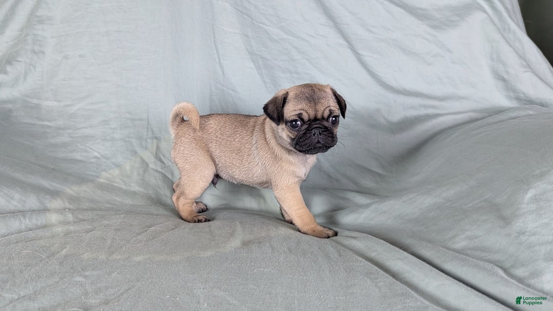 Pug dogs for sale: Bandit - Ad 1
