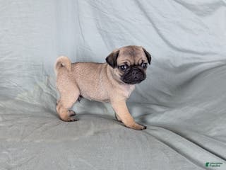 Pug dogs Bandit - Ad 4