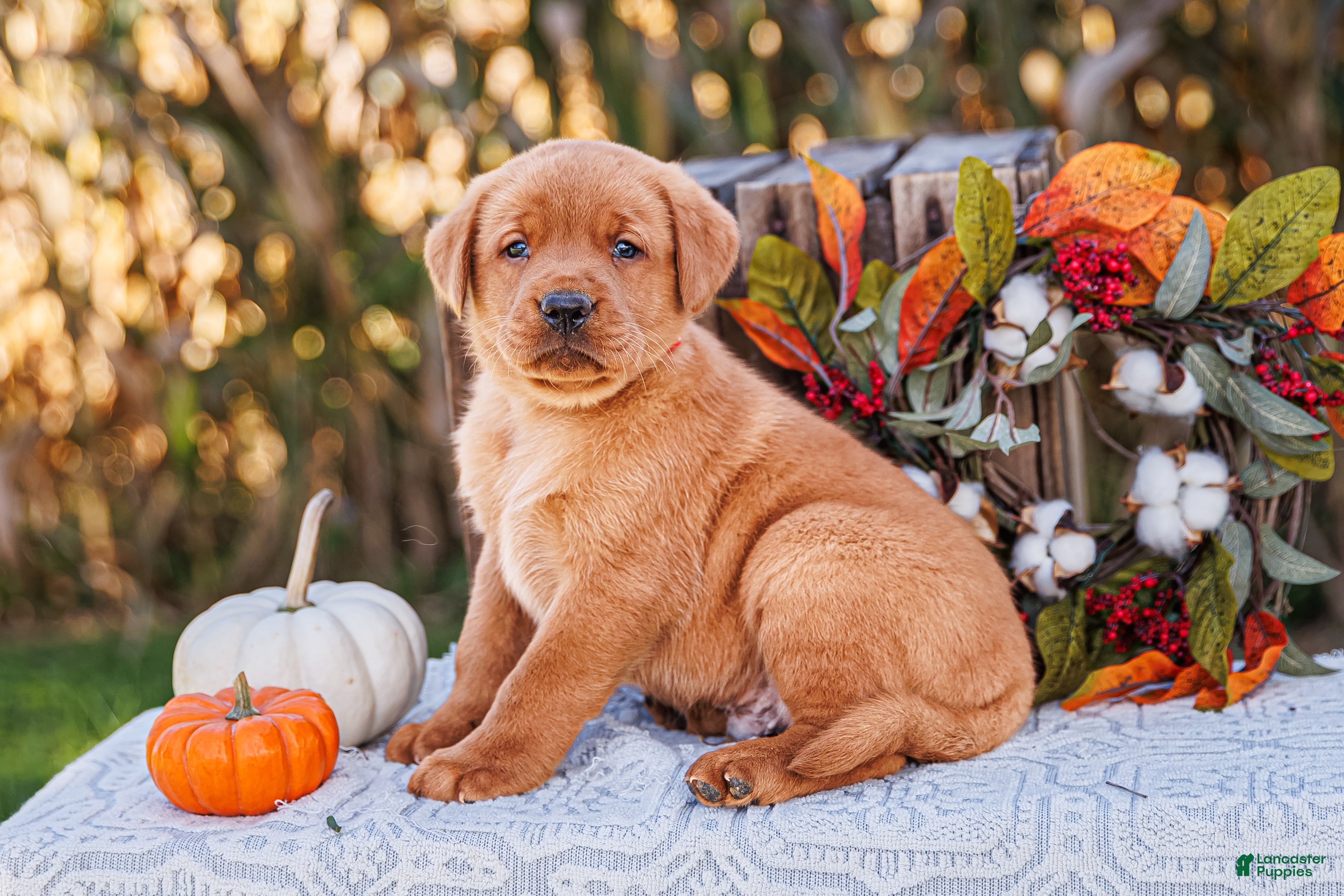 Labrador Retriever dogs Jack, Labrador Retriever - Ad 1