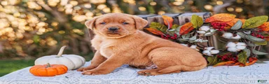 Jack, Labrador Retriever