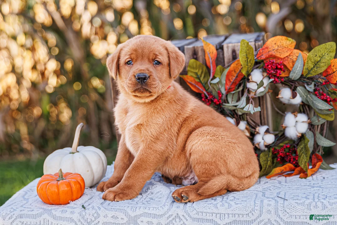 Labrador Retriever dogs for sale: Jack, Labrador Retriever - Ad 1