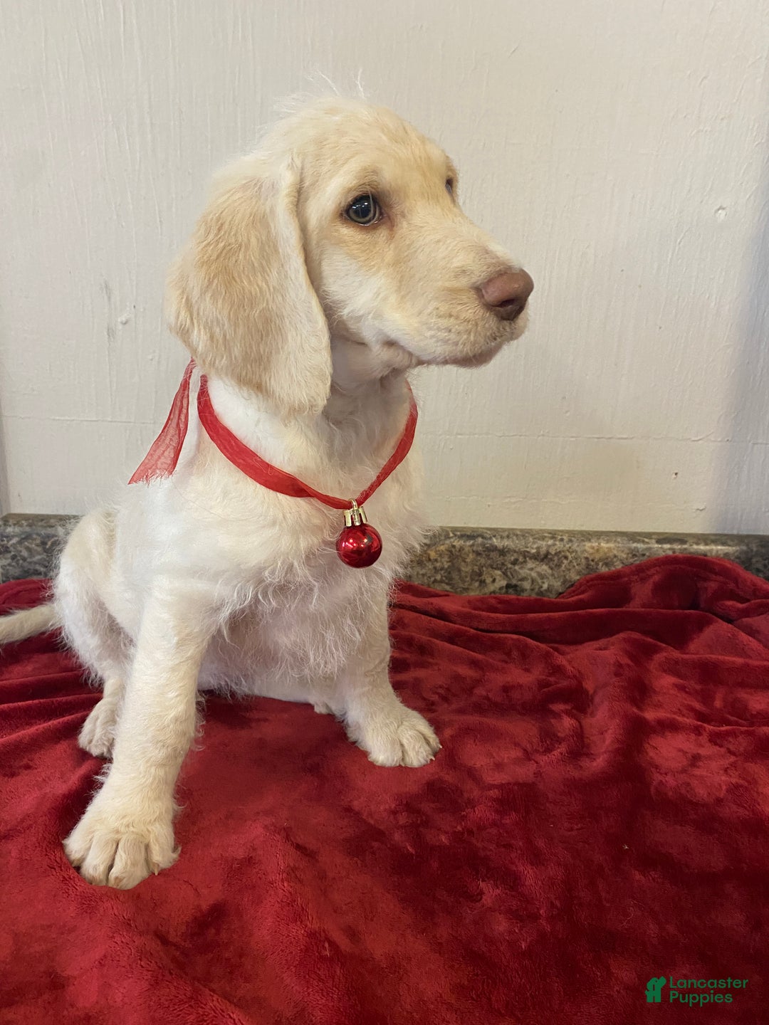 Labradoodle dogs for sale: Snowflake - Ad 23