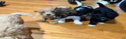 Maltipoo dogs for sale: Maltipoo 4 - Ad 6
