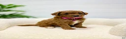 Mini Goldendoodle dogs for sale: Rosie   💖🐶 - Ad 12