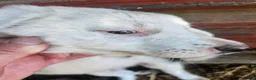 Border Collie dogs for sale: Inman BLUE EYES - Ad 3