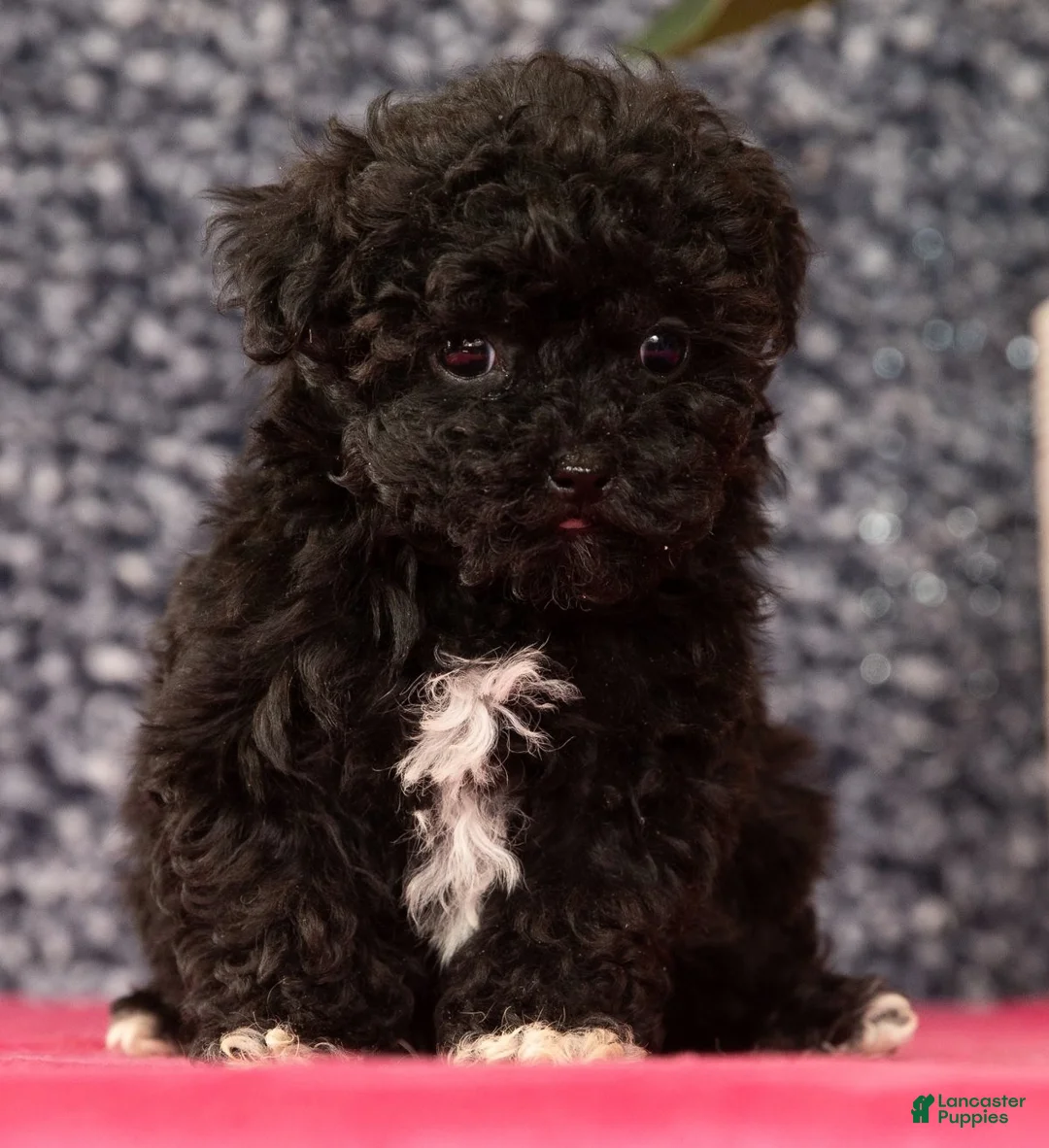 Havapoo dogs for sale: Gem - Ad 3