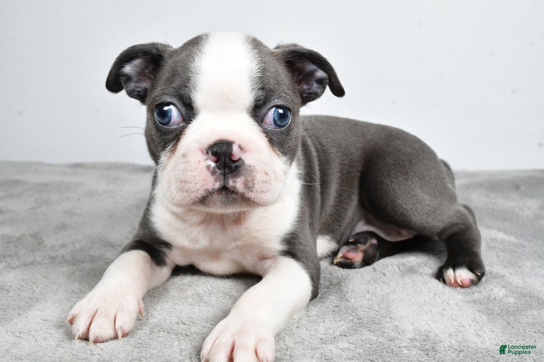 Boston Terrier dogs for sale: Mia - Ad 3