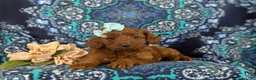 Cavapoo dogs for sale: India - Ad 5
