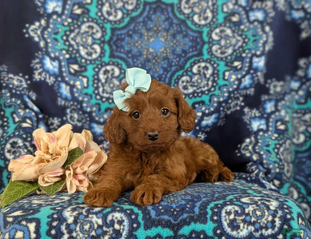 Cavapoo dogs for sale: India - Ad 5