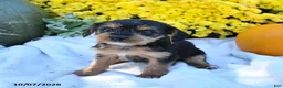 Mixed Breed dogs for sale: Caramel - Ad 2
