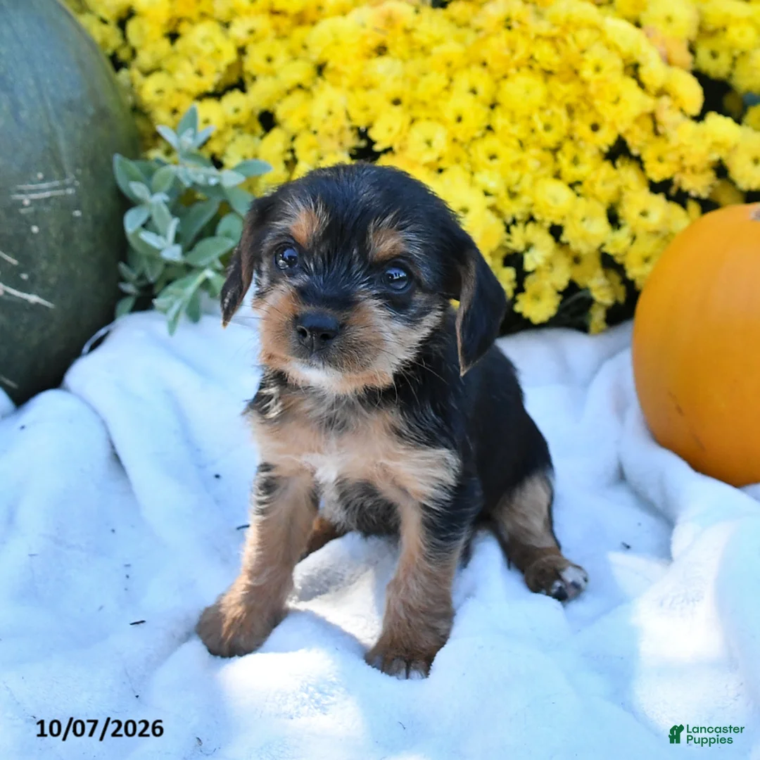 Mixed Breed dogs for sale: Caramel - Ad 2