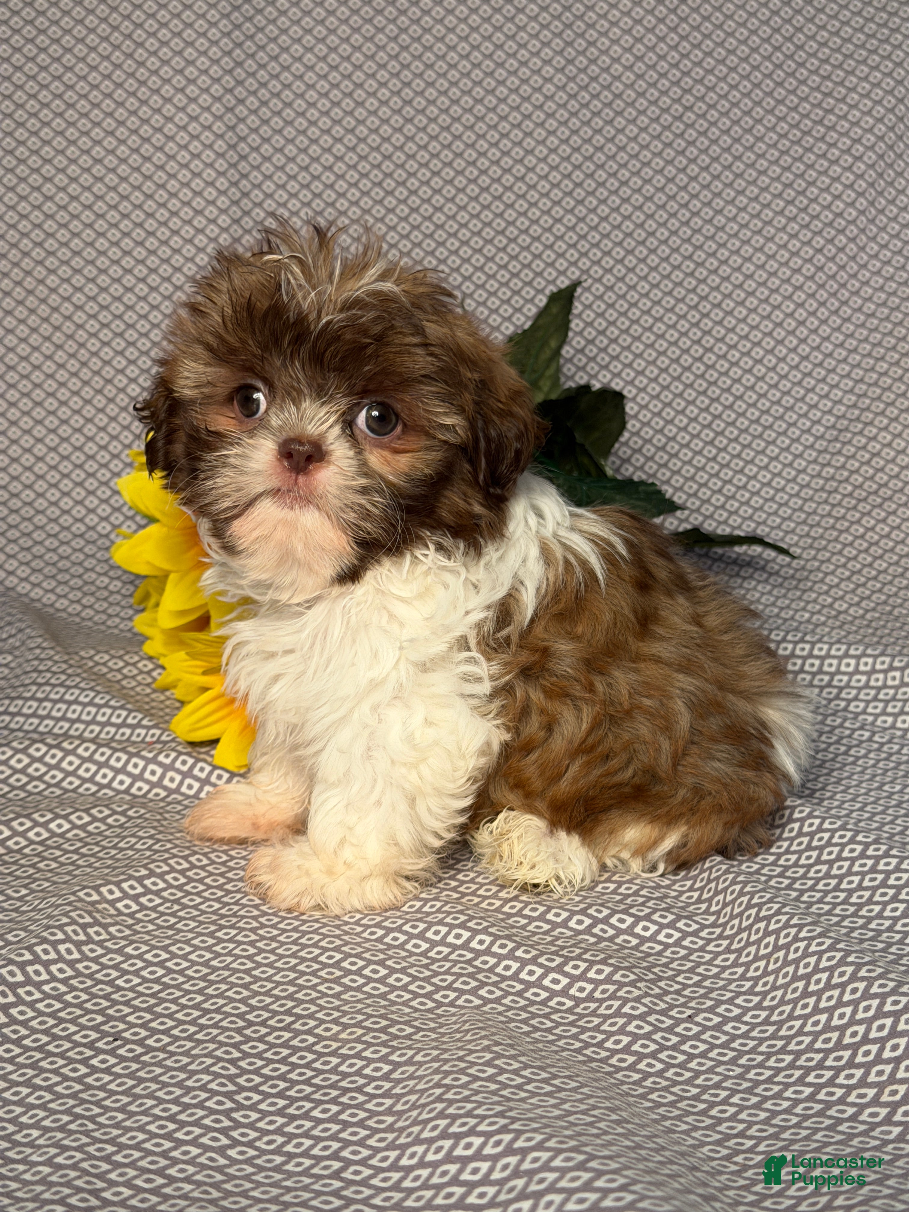 Shih Tzu dogs Luna - Ad 2