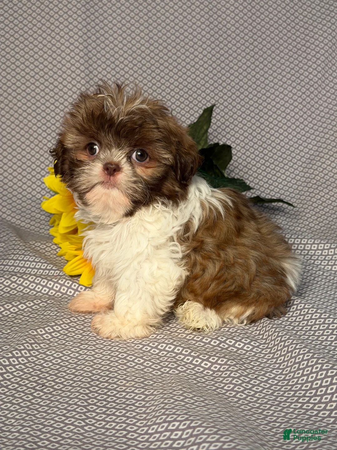 Shih Tzu dogs for sale: Luna - Ad 2