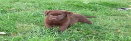 Labrador Retriever dogs for sale: Meredith - Ad 4
