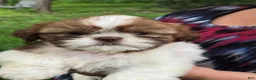 Shih Tzu dogs for sale: Shih Tzu 4 - Ad 5