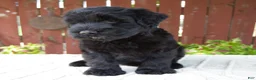 Giant Schnauzer dogs for sale: Trey - Ad 4
