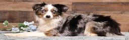 Toy Australian Shepherd dogs for sale: Sarge black tri with tail - Ad 5