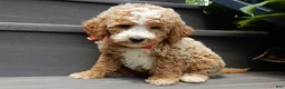Mini Goldendoodle dogs for sale: Brody - Ad 4