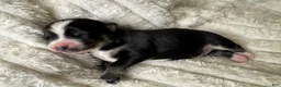 Pomsky dogs for sale: Male - Ad 1