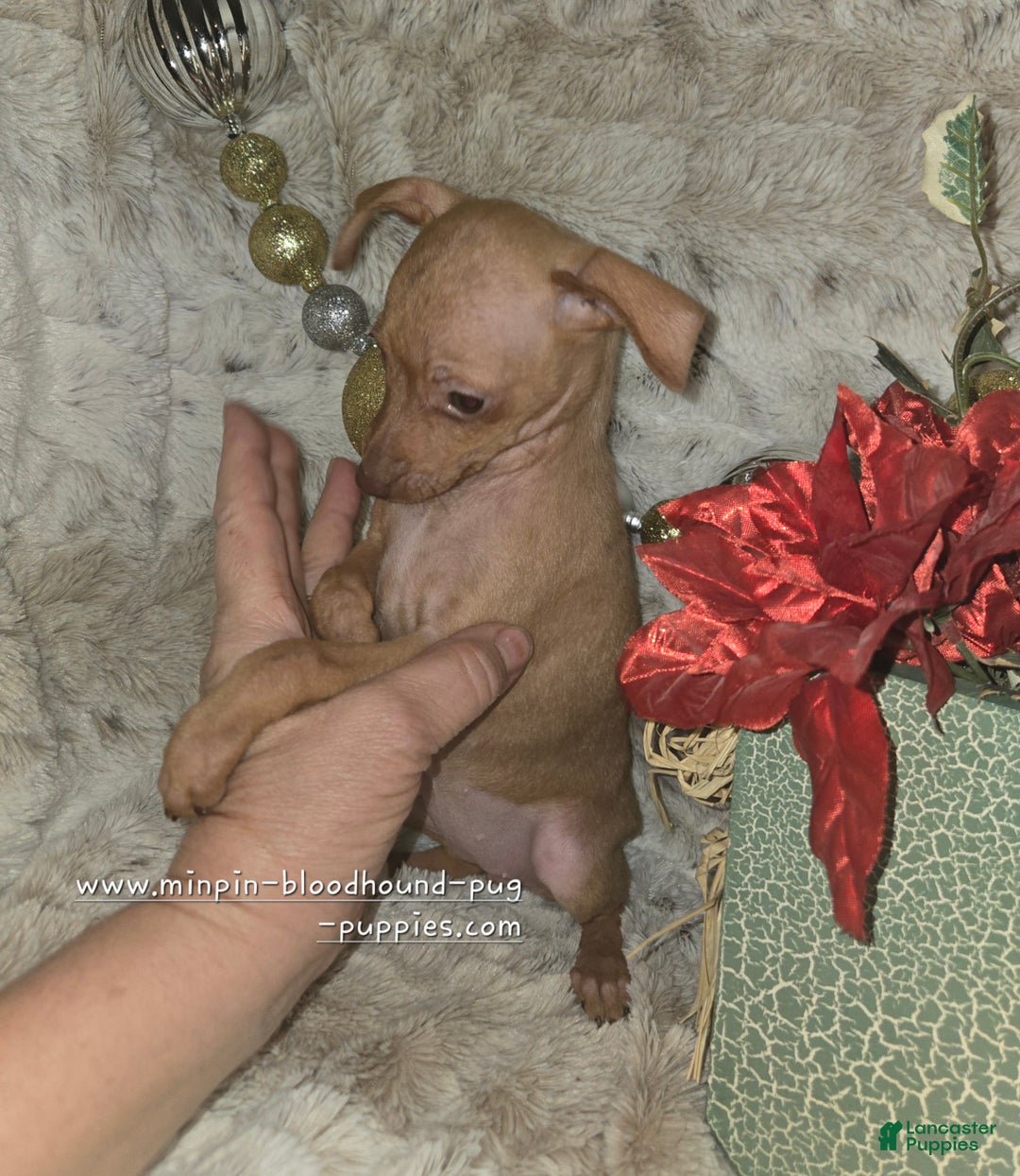 Miniature Pinscher dogs for sale: Diane stag chocolate brindle  - Ad 8