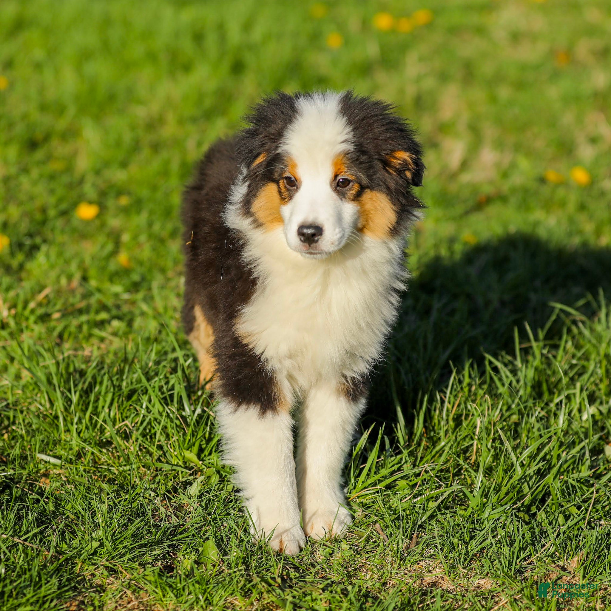 Miniature Australian Shepherd dogs Yukon - Ad 1