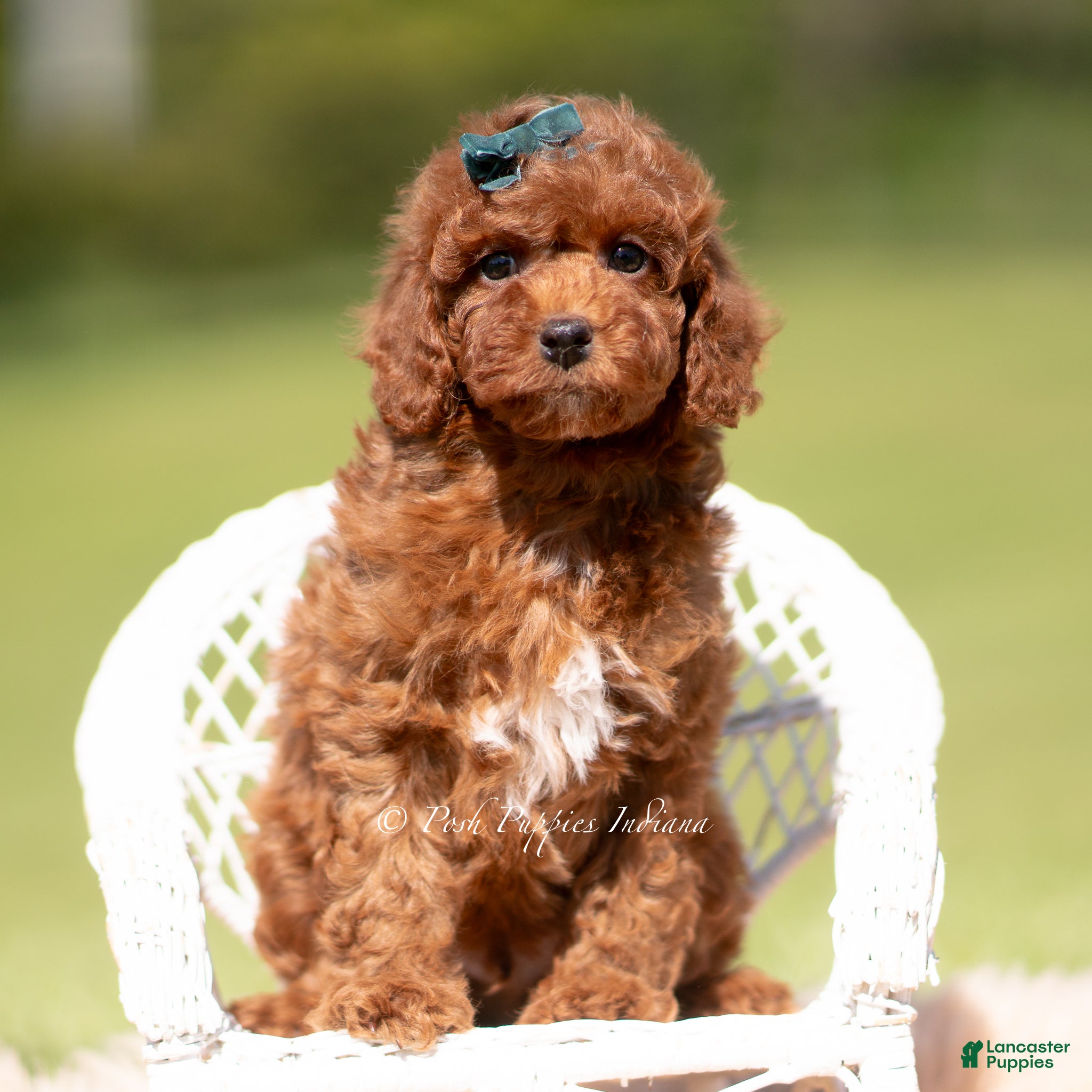 Toy Poodle dogs Muffin AKC - Ad 33
