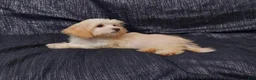 Maltipoo dogs for sale: Holly- MaltiPoo female, in home raised, non-shedding - Ad 3