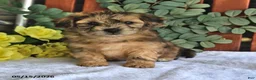 Shihpoo dogs for sale: Cupcake - Ad 3