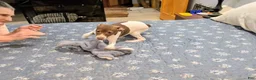 Rat Terrier dogs for sale: *ZIVA* - Ad 6