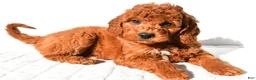 Mini Goldendoodle dogs for sale: Pumpkin  - Ad 10