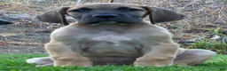 Great Dane dogs for sale: Great Dane 1 - Ad 2