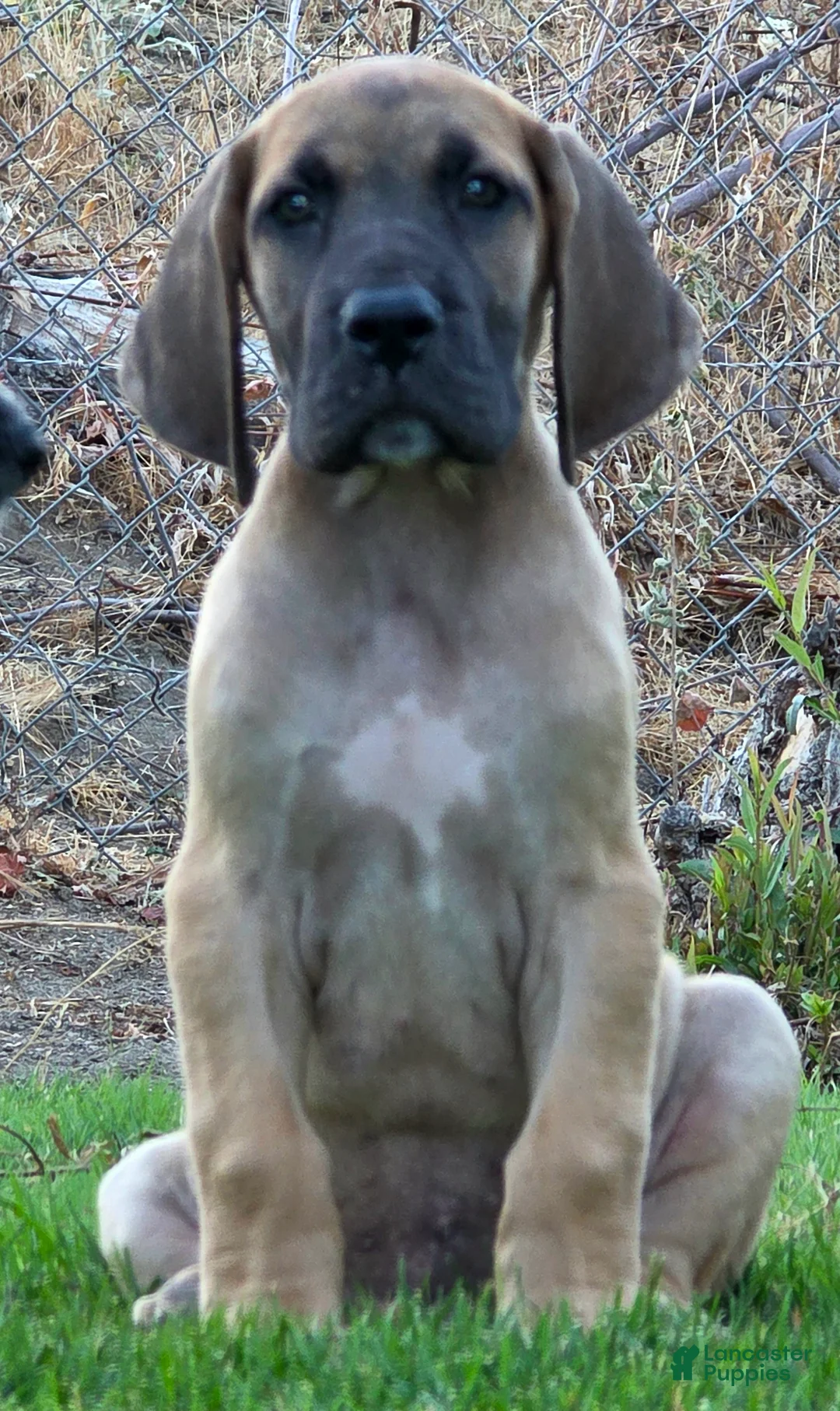 Great Dane dogs for sale: Great Dane 1 - Ad 2