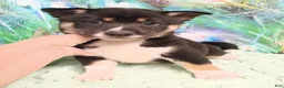 Shiba Inu dogs for sale: Keno 7 weeks old. - Ad 4