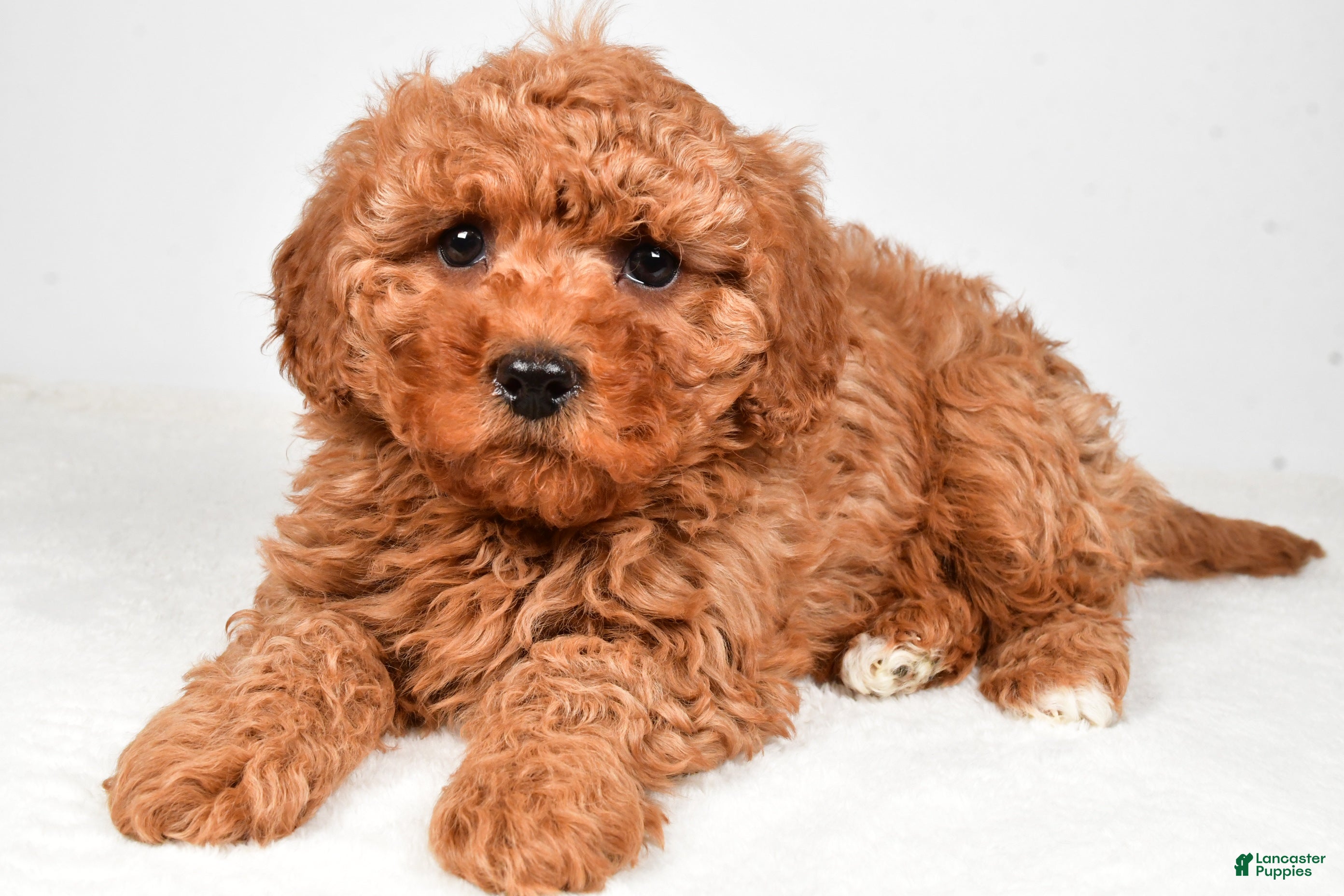 Cavapoo dogs Harper - Ad 1