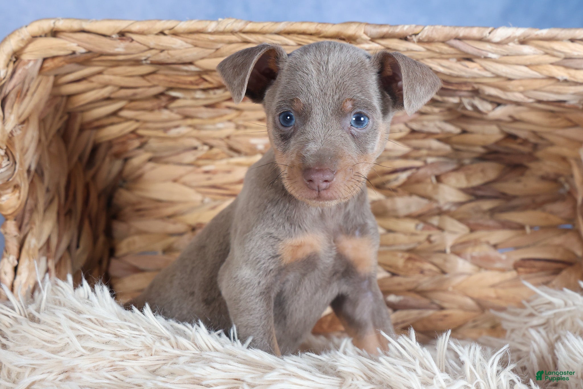 Miniature Pinscher dogs ALEX - Ad 1