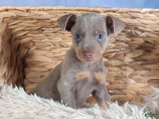 Miniature Pinscher dogs for sale: ALEX - Ad 1